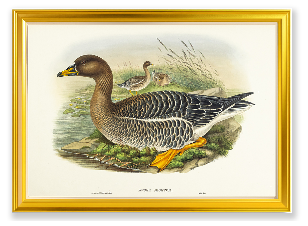 John Gould (1804-1881), Anser segetum [Bean-Goose]