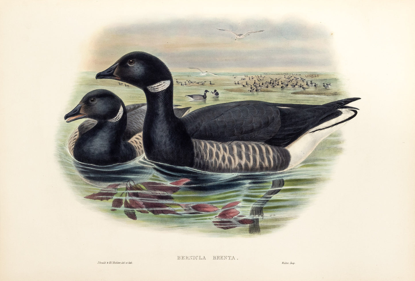 John Gould (1804-1881), Bernicla brenta [Brent Goose]