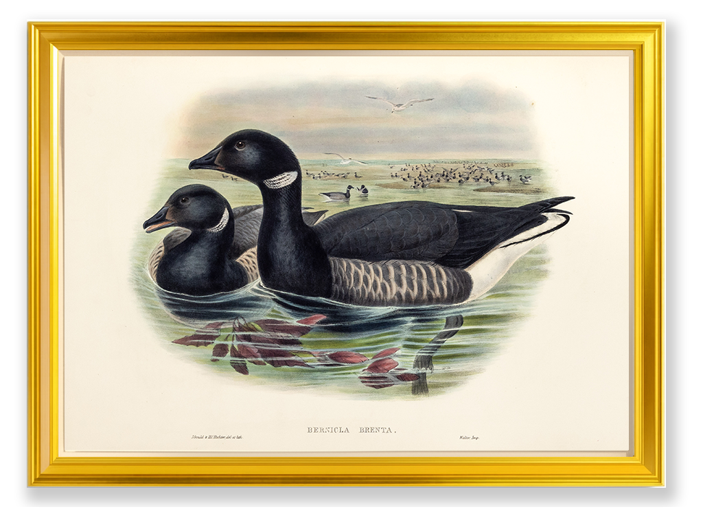 John Gould (1804-1881), Bernicla brenta [Brent Goose]