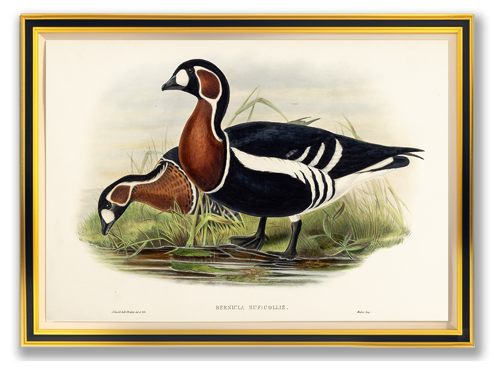 John Gould (1804-1881), Bernicla ruficollis [Red-breasted Goose]