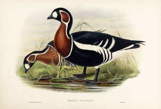 John Gould (1804-1881), Bernicla ruficollis [Red-breasted Goose]