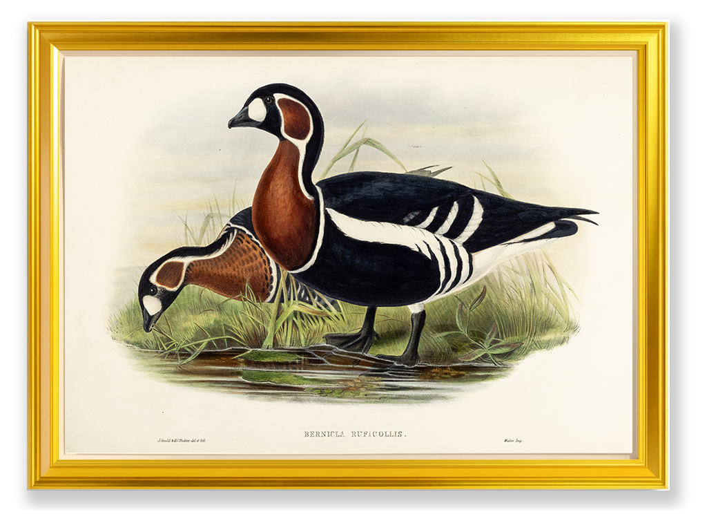 John Gould (1804-1881), Bernicla ruficollis [Red-breasted Goose]