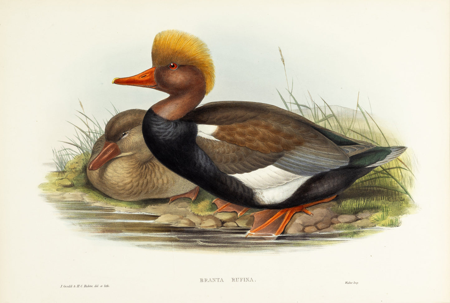 John Gould (1804-1881), Branta rufina [Red-crested Duck]