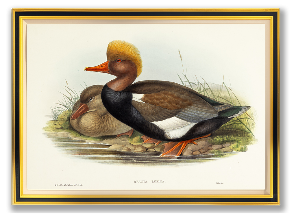 John Gould (1804-1881), Branta rufina [Red-crested Duck]