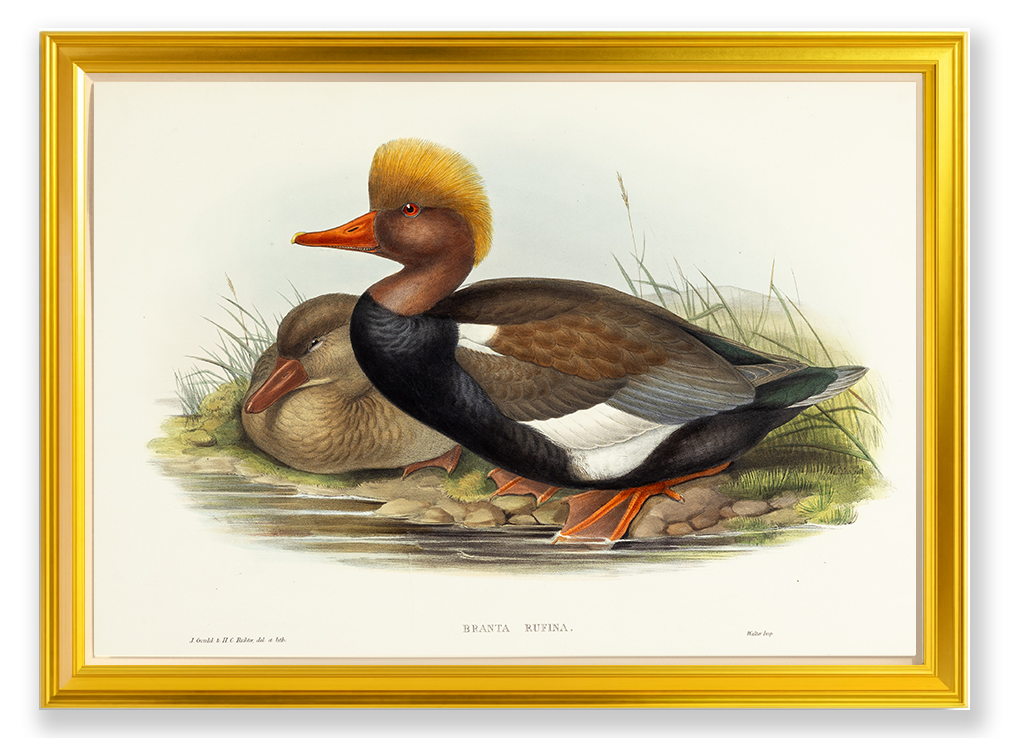 John Gould (1804-1881), Branta rufina [Red-crested Duck]
