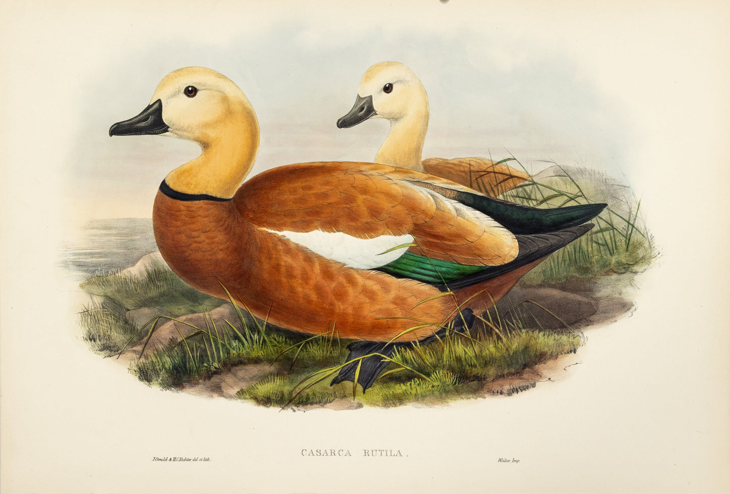 John Gould (1804-1881), Casarca rutila [Ruddy Sheldrake]