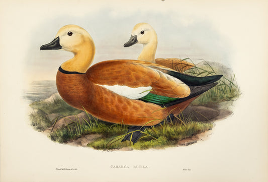 John Gould (1804-1881), Casarca rutila [Ruddy Sheldrake]