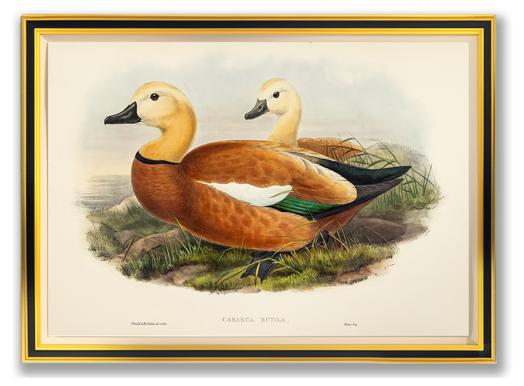 John Gould (1804-1881), Casarca rutila [Ruddy Sheldrake]