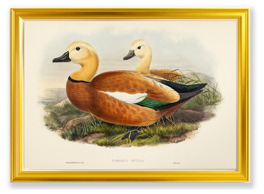 John Gould (1804-1881), Casarca rutila [Ruddy Sheldrake]