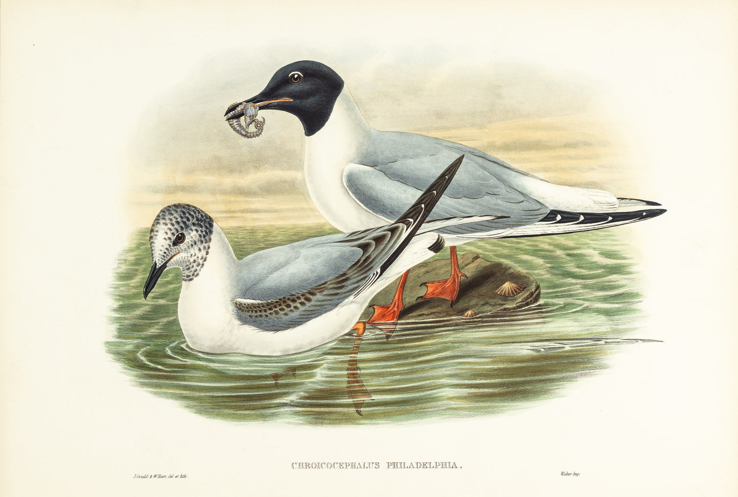 John Gould (1804-1881), Chroicocephalus philadelphia [Bonaparte’s Gull]