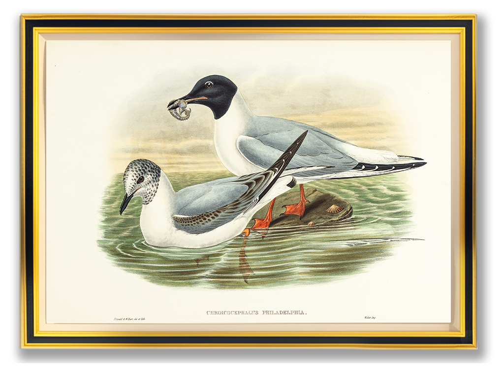 John Gould (1804-1881), Chroicocephalus philadelphia [Bonaparte’s Gull]