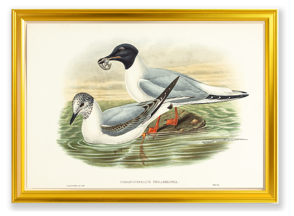 John Gould (1804-1881), Chroicocephalus philadelphia [Bonaparte’s Gull]
