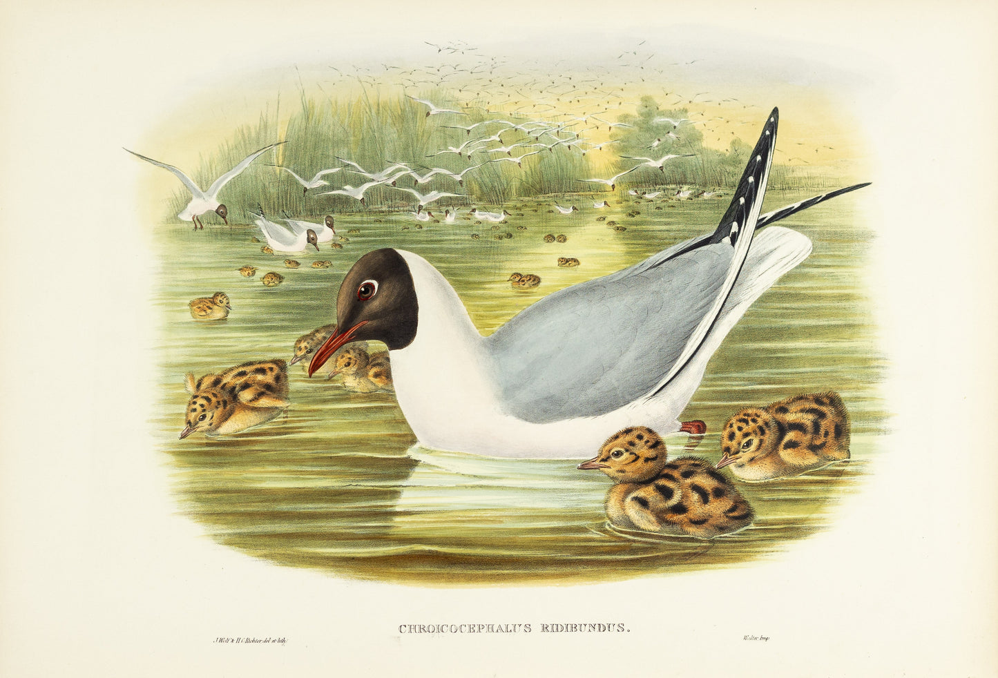 John Gould (1804-1881), Chroicocephalus ridibundus [Black-headed Gull]
