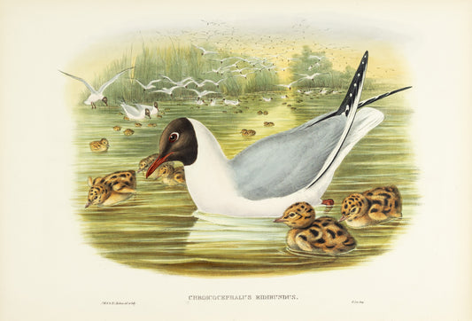 John Gould (1804-1881), Chroicocephalus ridibundus [Black-headed Gull]