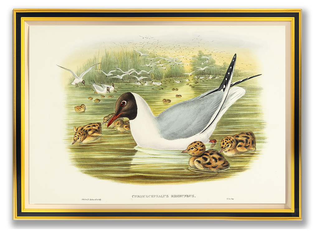 John Gould (1804-1881), Chroicocephalus ridibundus [Black-headed Gull]
