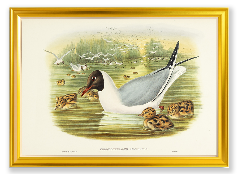 John Gould (1804-1881), Chroicocephalus ridibundus [Black-headed Gull]