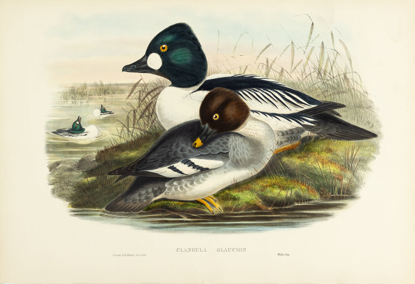 John Gould (1804-1881), Clangula glaucion [Golden-eye]