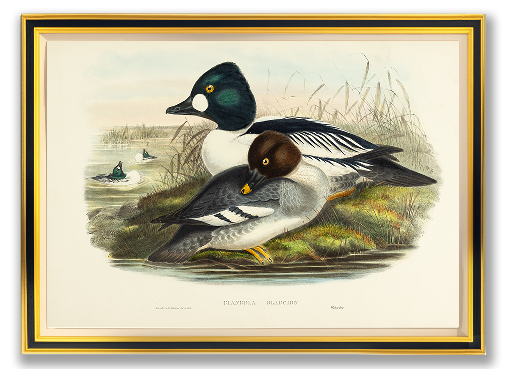 John Gould (1804-1881), Clangula glaucion [Golden-eye]