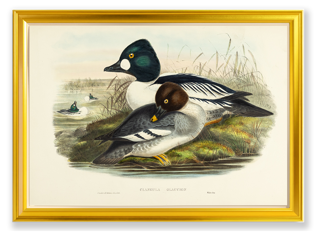 John Gould (1804-1881), Clangula glaucion [Golden-eye]