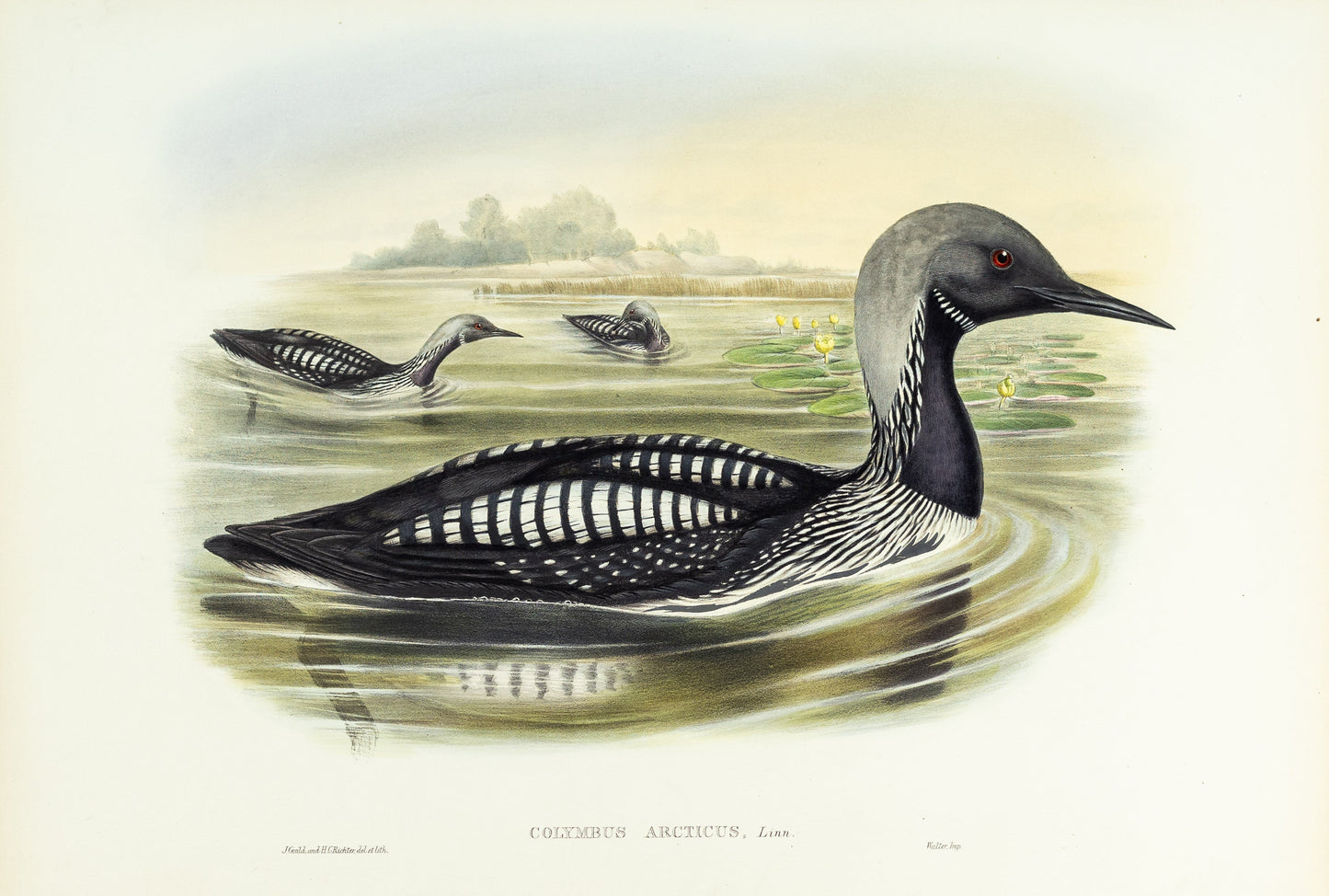 John Gould (1804-1881), Colymbus arcticus [Black-throated Diver]