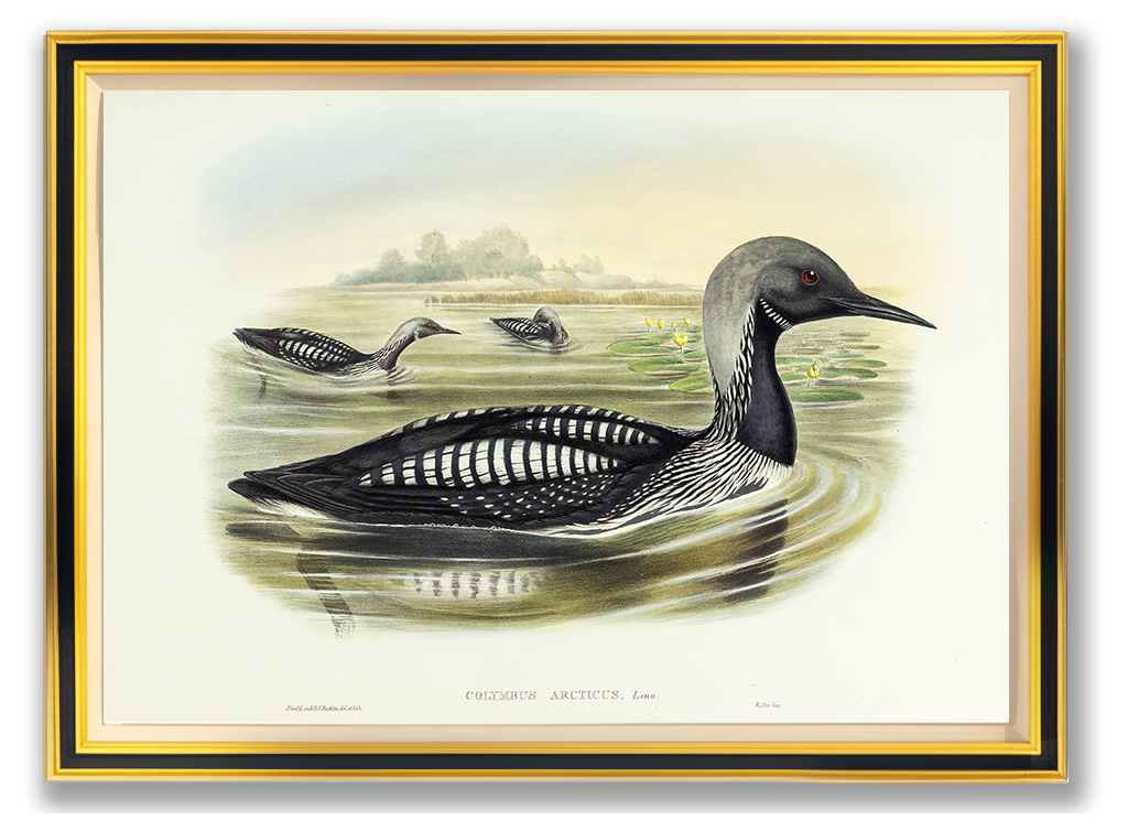 John Gould (1804-1881), Colymbus arcticus [Black-throated Diver]