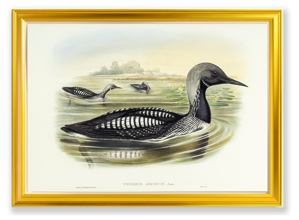 John Gould (1804-1881), Colymbus arcticus [Black-throated Diver]