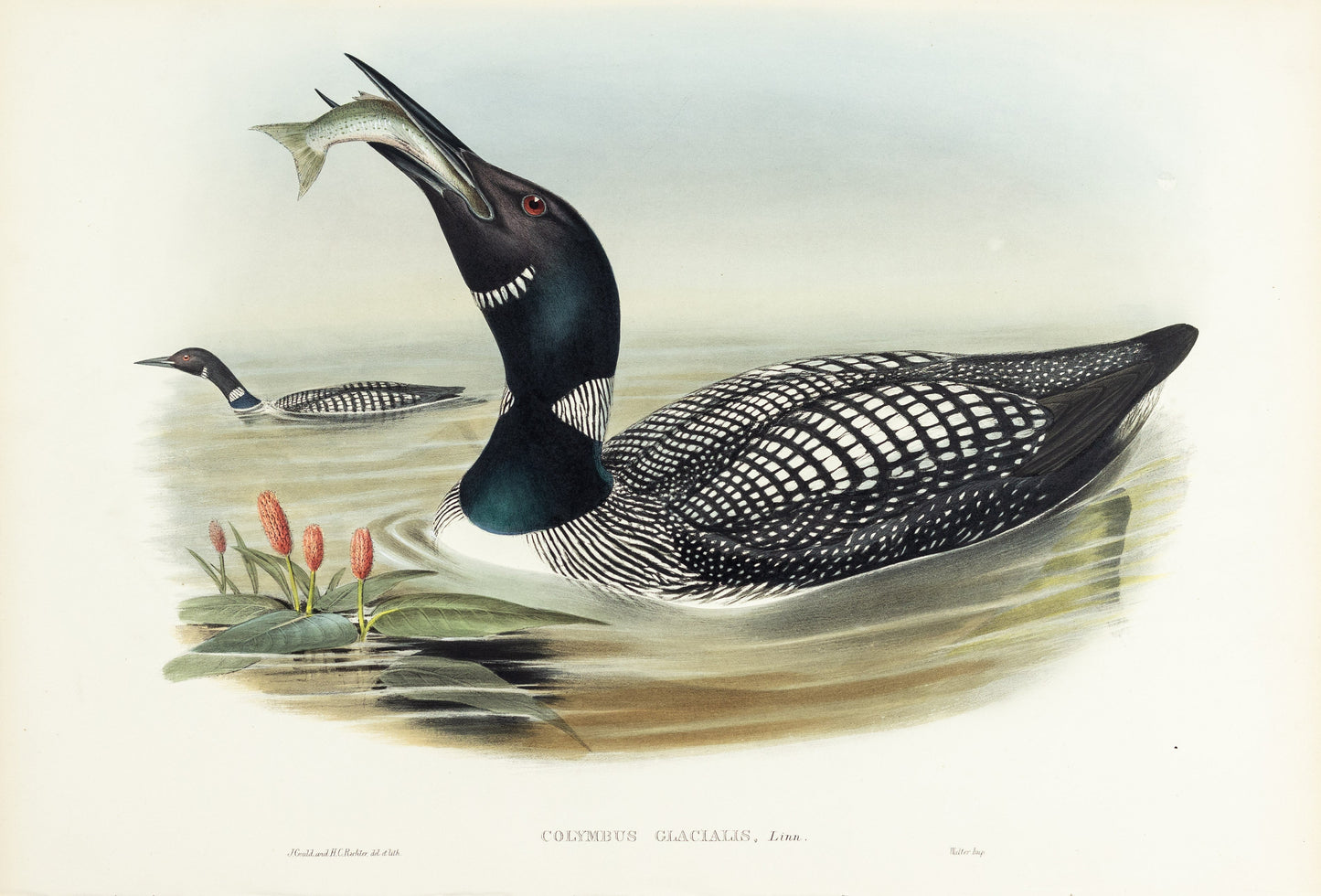John Gould (1804-1881), Colymbus glacialis [Great Northern Diver]