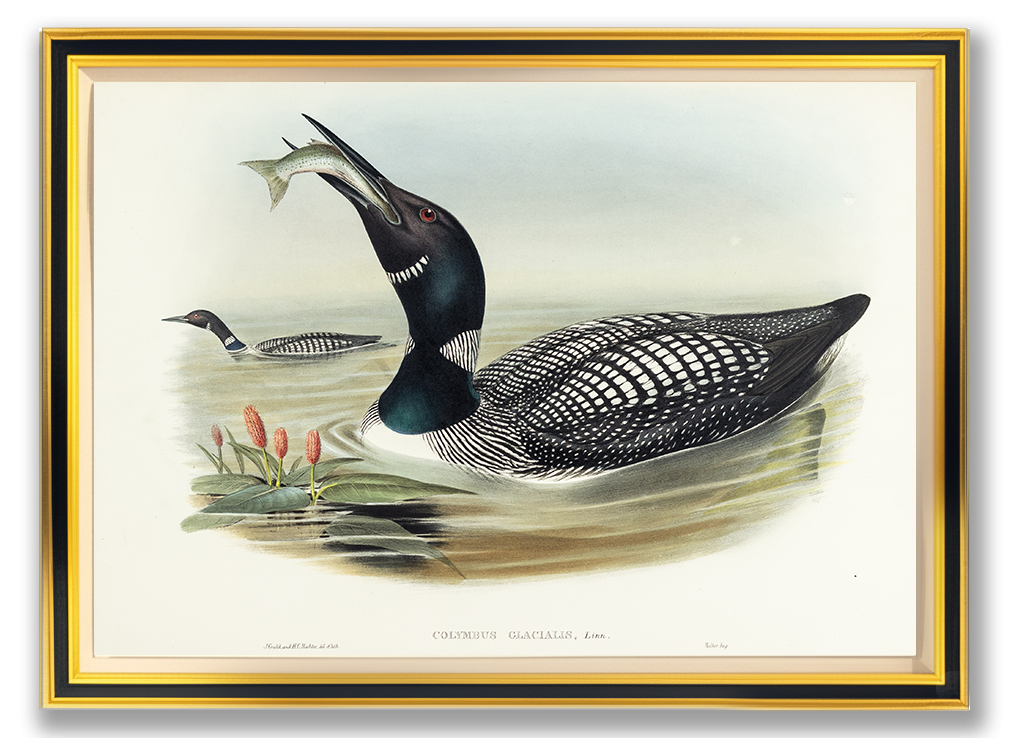 John Gould (1804-1881), Colymbus glacialis [Great Northern Diver]
