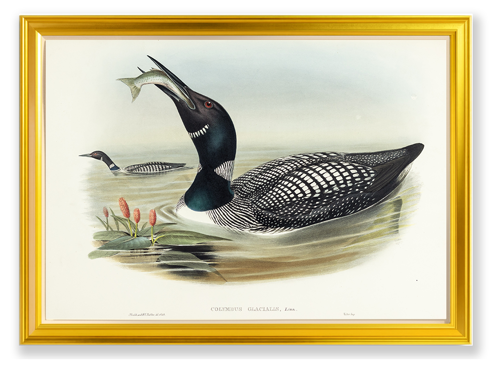 John Gould (1804-1881), Colymbus glacialis [Great Northern Diver]