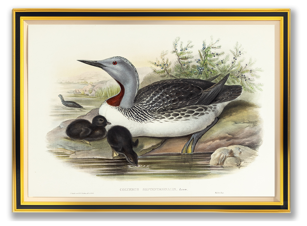 John Gould (1804-1881), Colymbus septentrionalis [Red-throated Diver]