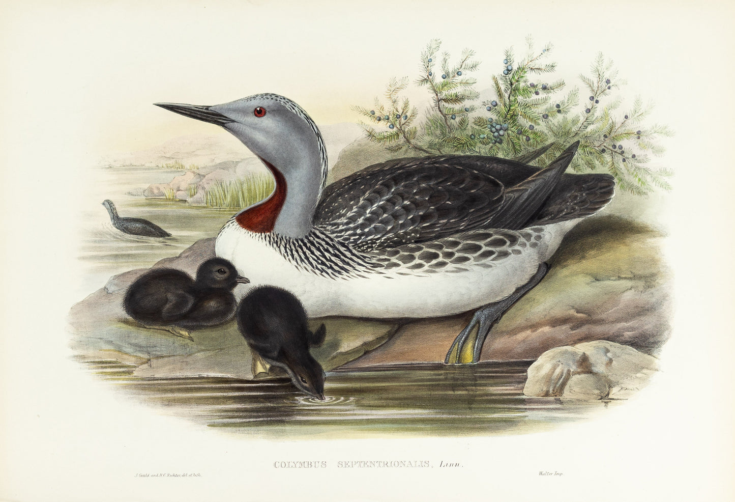 John Gould (1804-1881), Colymbus septentrionalis [Red-throated Diver]