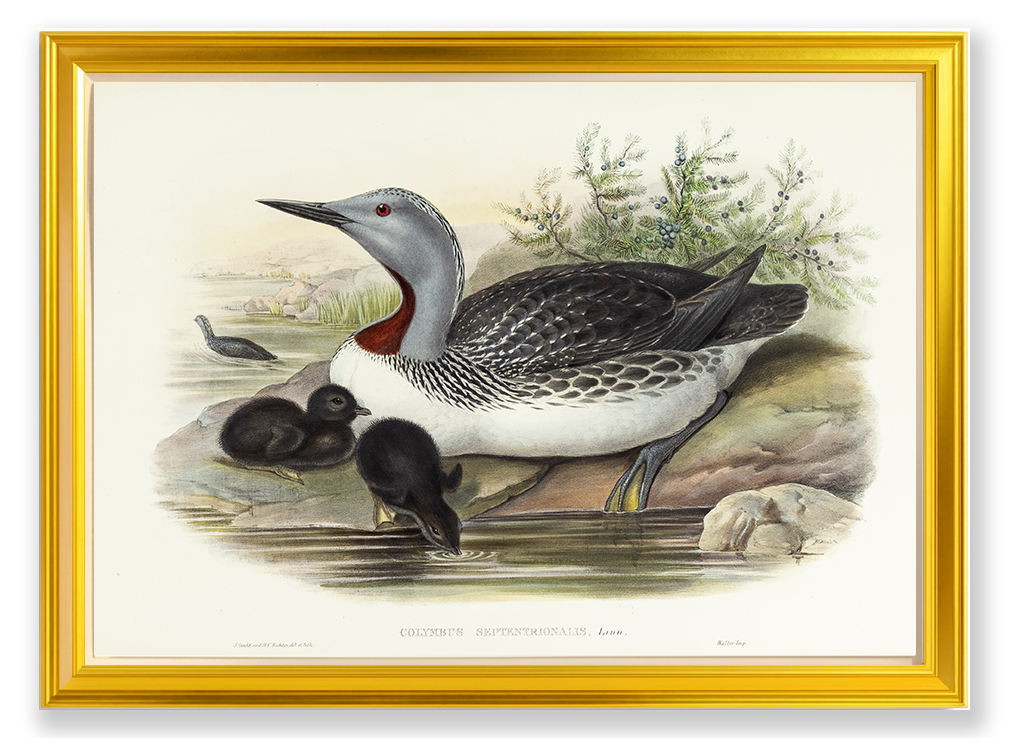 John Gould (1804-1881), Colymbus septentrionalis [Red-throated Diver]
