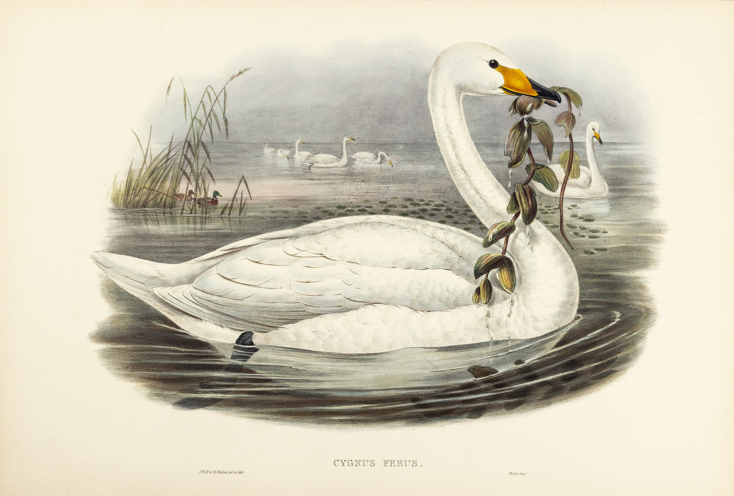 John Gould (1804-1881), Cygnus ferus [Wild Swan or Whooper]