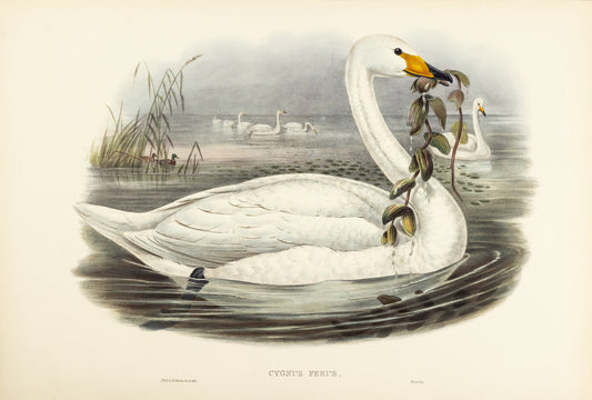 John Gould (1804-1881), Cygnus ferus [Wild Swan or Whooper]