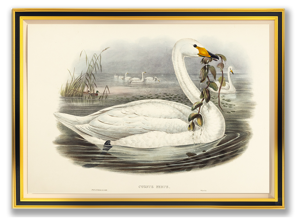 John Gould (1804-1881), Cygnus ferus [Wild Swan or Whooper]