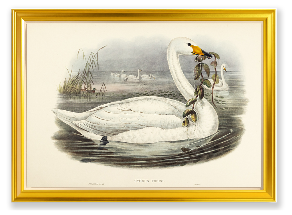 John Gould (1804-1881), Cygnus ferus [Wild Swan or Whooper]