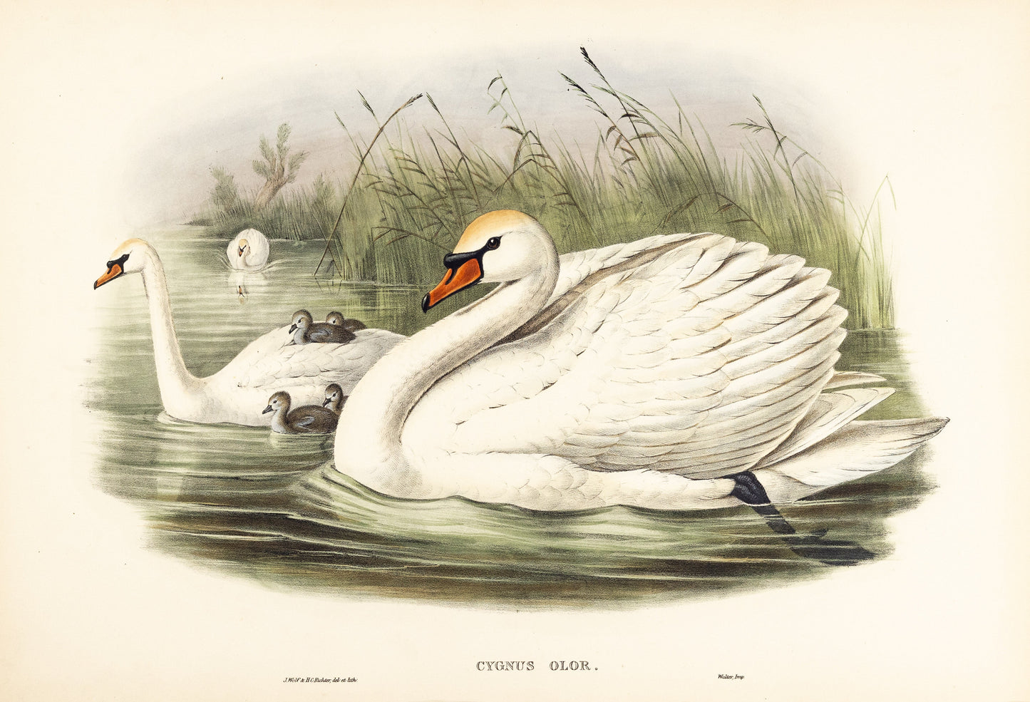 John Gould (1804-1881), Cygnus olor [Mute Swan]