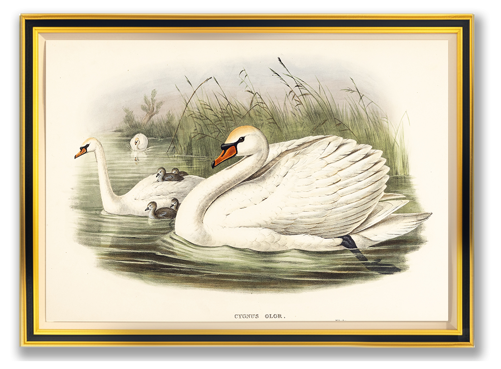 John Gould (1804-1881), Cygnus olor [Mute Swan]
