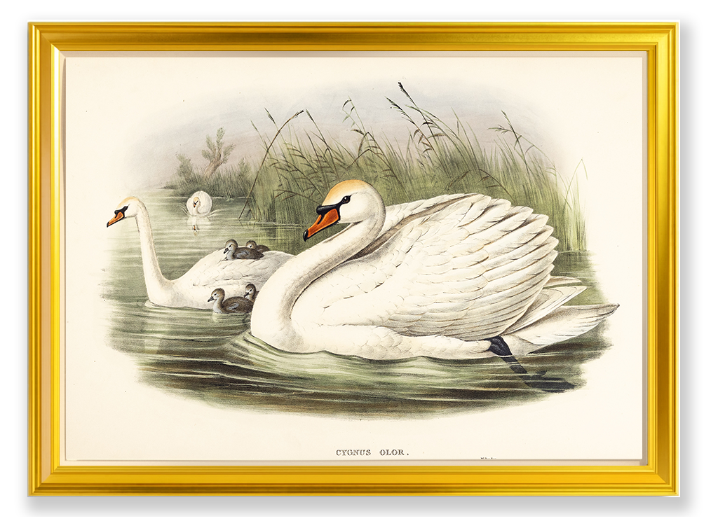 John Gould (1804-1881), Cygnus olor [Mute Swan]