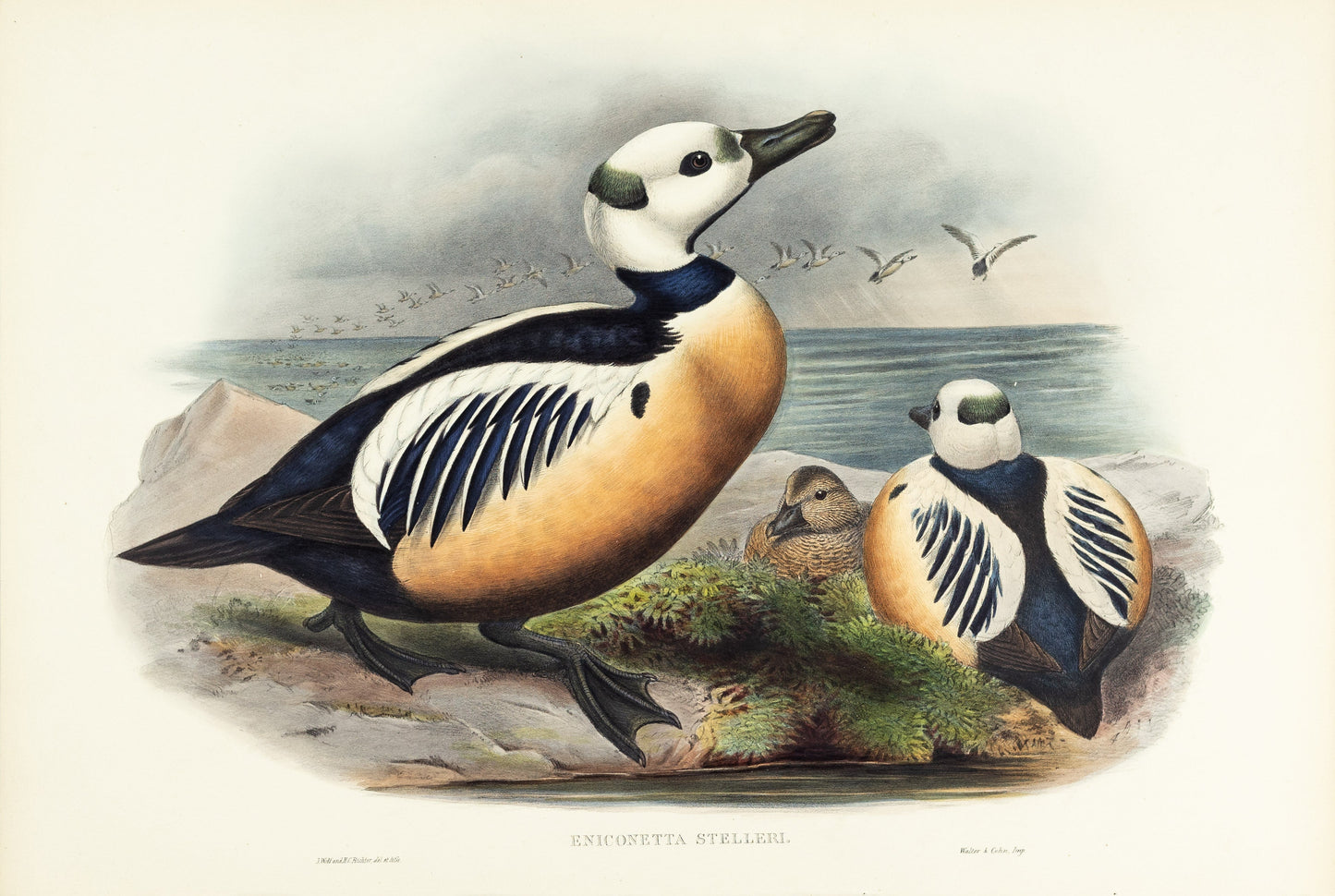 John Gould (1804-1881), Eniconetta Stelleri [Steller’s Duck]