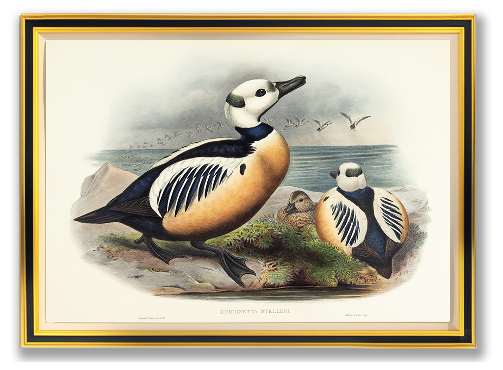 John Gould (1804-1881), Eniconetta Stelleri [Steller’s Duck]