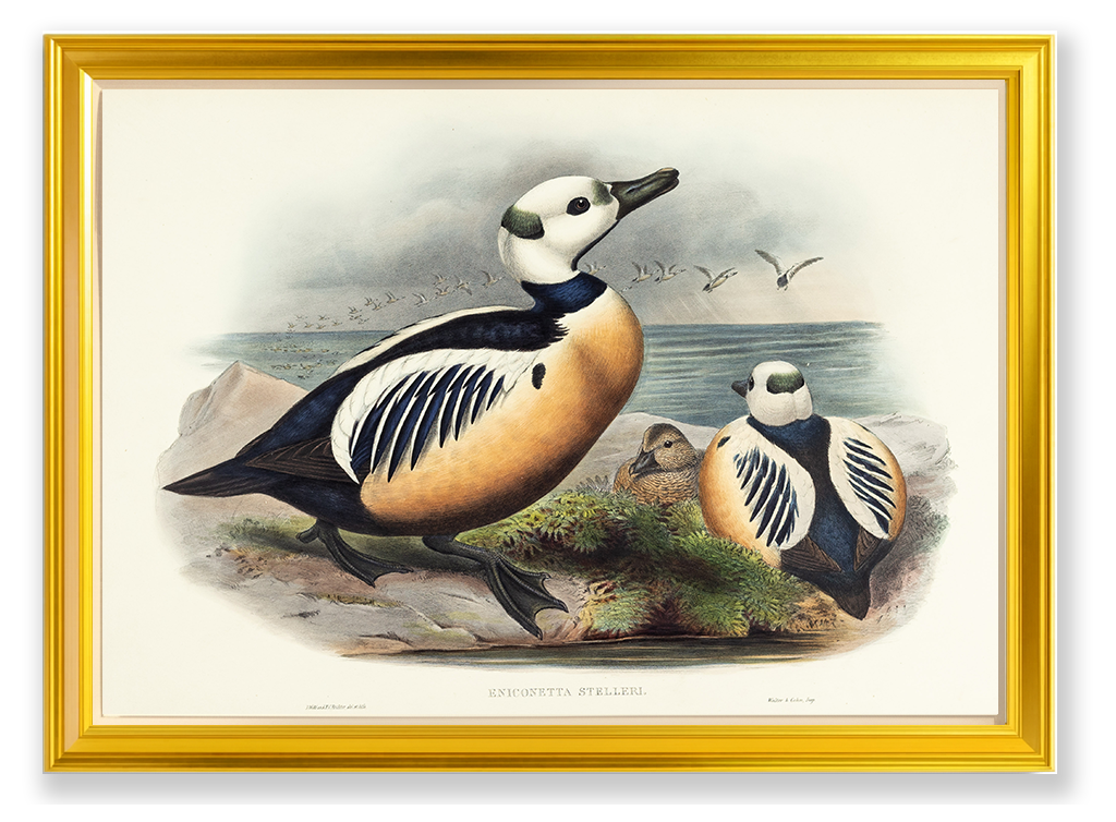 John Gould (1804-1881), Eniconetta Stelleri [Steller’s Duck]