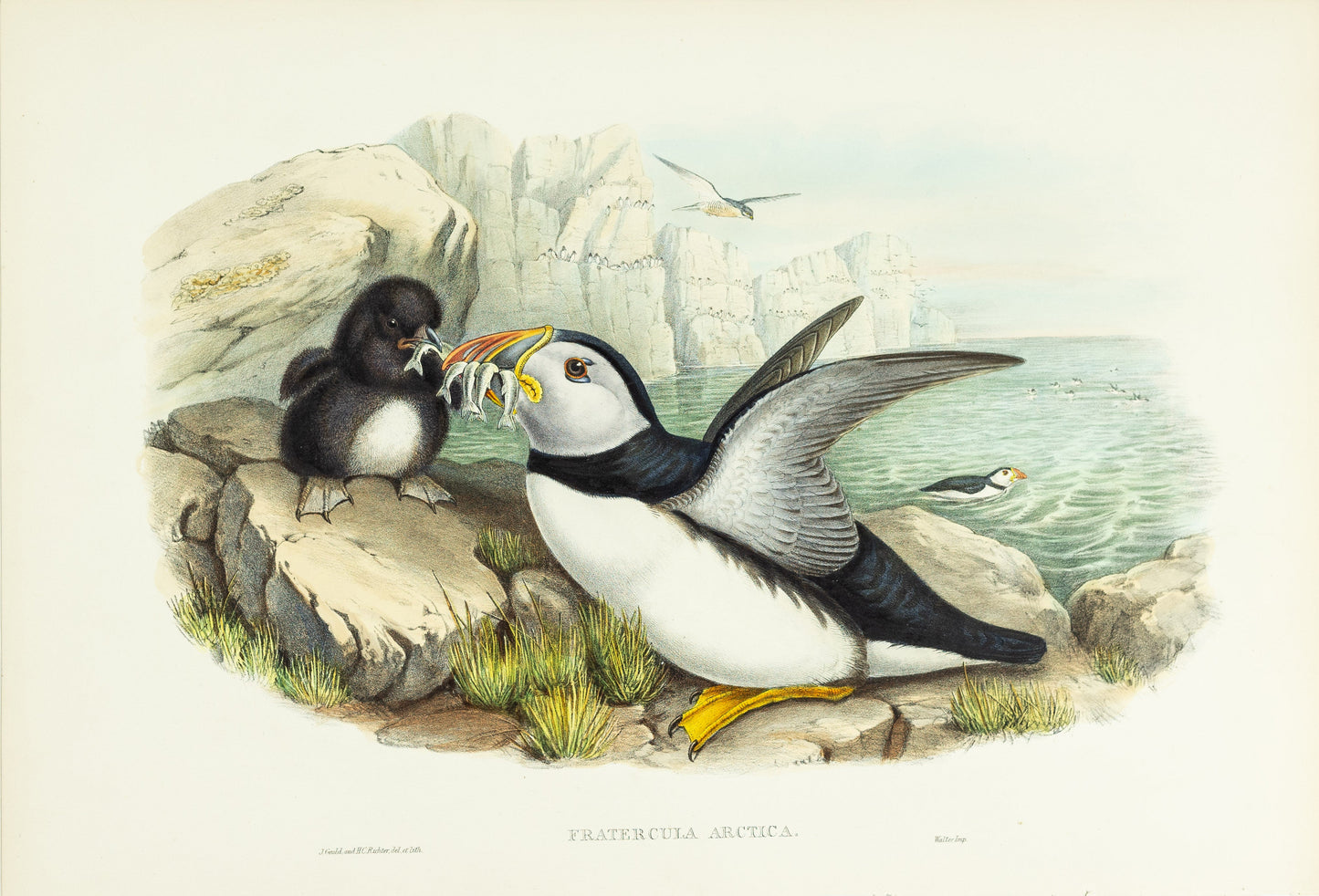 John Gould (1804-1881), Fratercula arctica [Puffin]