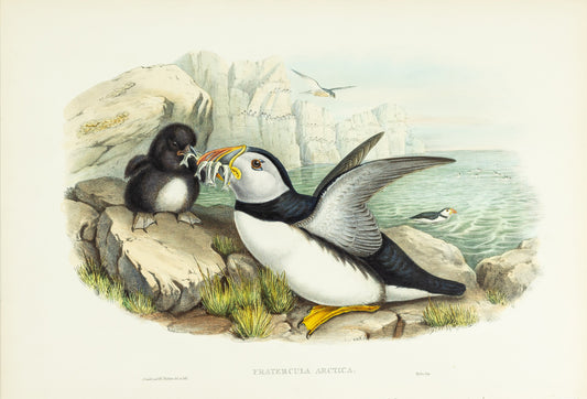John Gould (1804-1881), Fratercula arctica [Puffin]