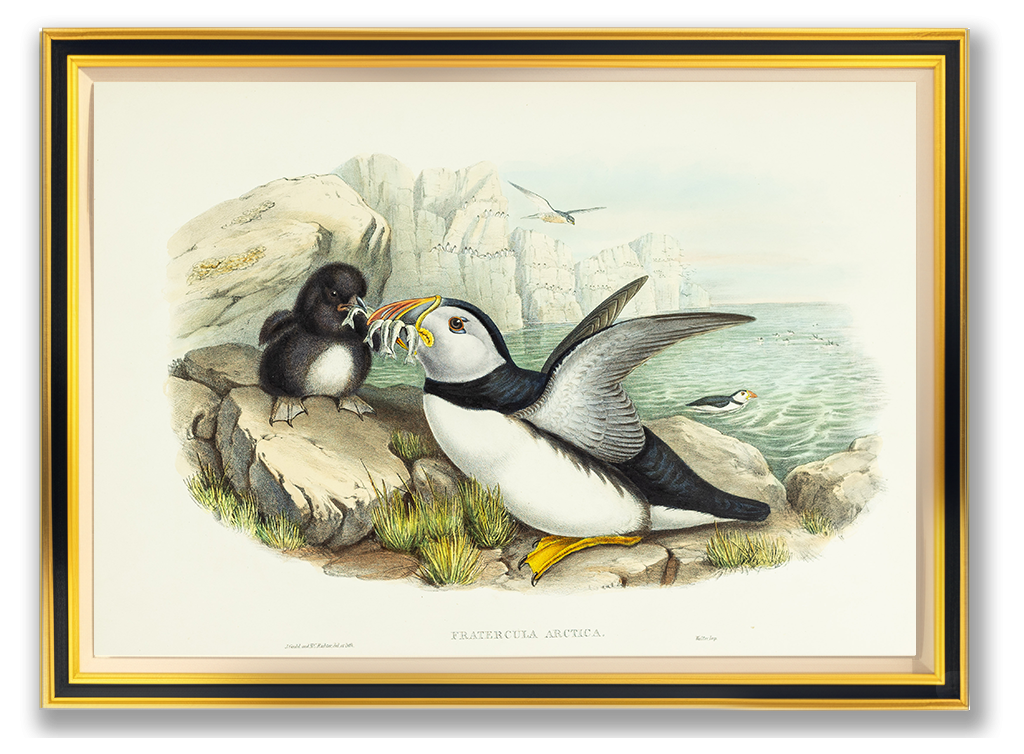 John Gould (1804-1881), Fratercula arctica [Puffin]