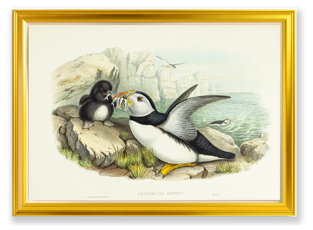 John Gould (1804-1881), Fratercula arctica [Puffin]
