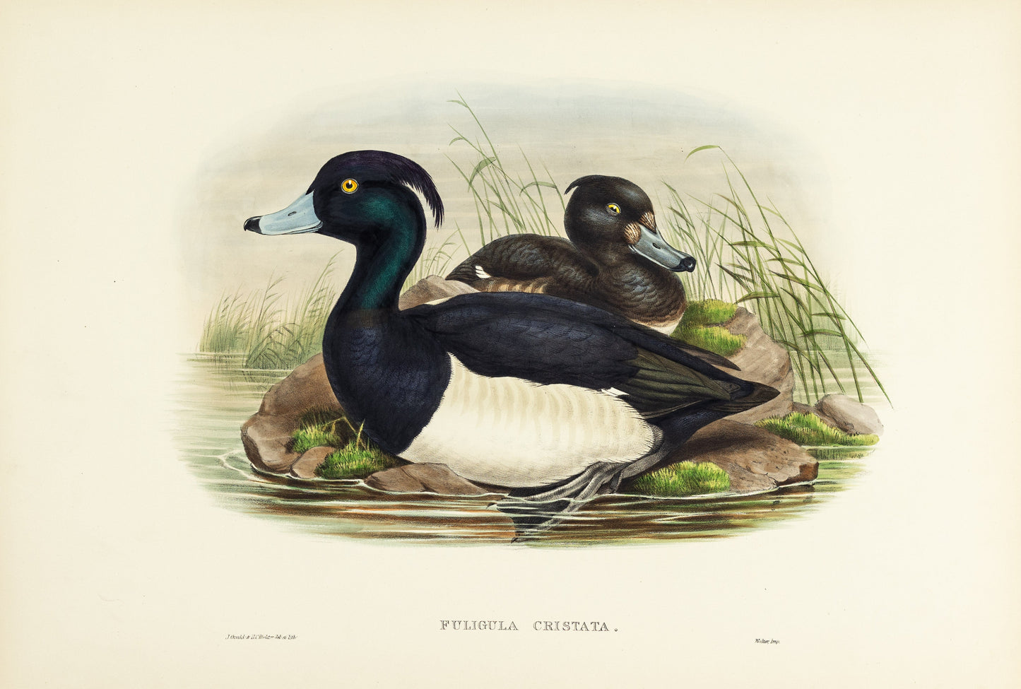 John Gould (1804-1881), Fuligula cristata [Tufted Duck]