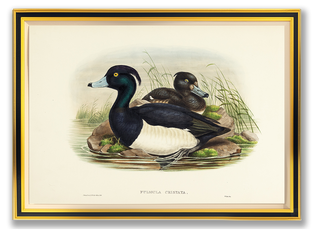 John Gould (1804-1881), Fuligula cristata [Tufted Duck]