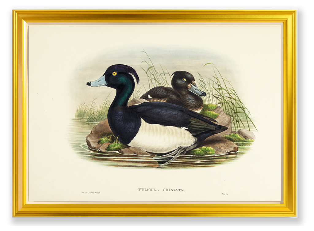 John Gould (1804-1881), Fuligula cristata [Tufted Duck]