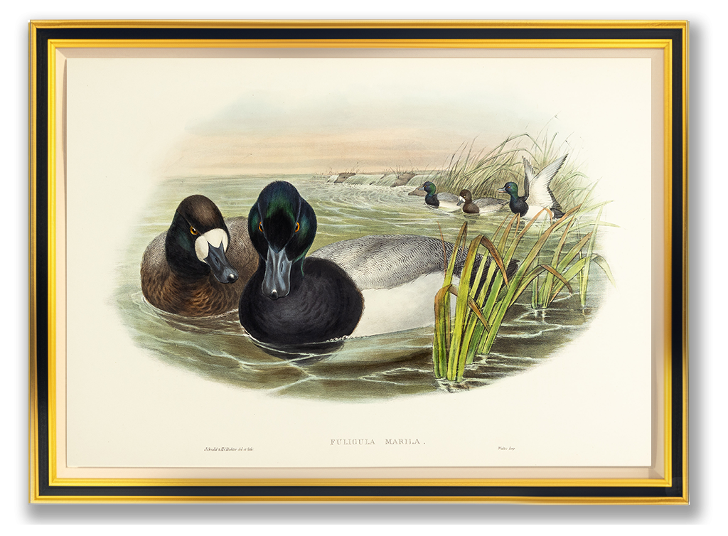 John Gould (1804-1881), Fuligula marila [Scaup Duck]